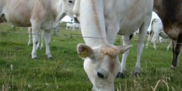 La lista allevatori promossa da Coldiretti vince a Catanzaro