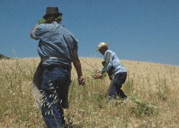 Pallagorio, nel centro arbereshe riproposta l’antica mietitura del grano