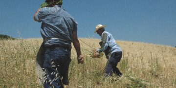 Pallagorio, nel centro arbereshe riproposta l’antica mietitura del grano