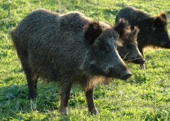 Danni da cinghiali nella provincia di Vibo, allevatori e agricoltori esasperati