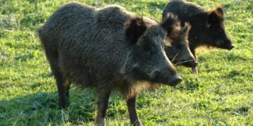 Danni da cinghiali nella provincia di Vibo, allevatori e agricoltori esasperati