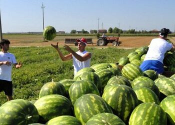 Immigrati, in arrivo una nuova sanatoria