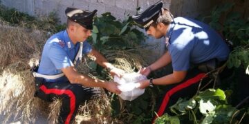 Trovata marijuana nascosta in un albero a Isola