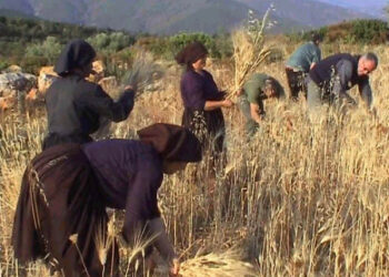 Pallagorio, domenica 8 luglio la prima “Festa della mietitura”