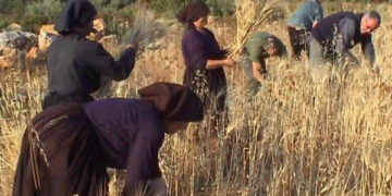 Pallagorio, domenica 8 luglio la prima “Festa della mietitura”