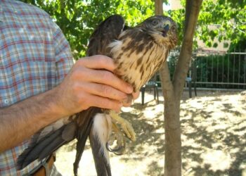 Salvata in Sila una Poiana ferita