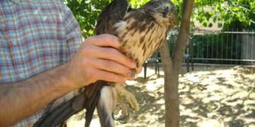 Salvata in Sila una Poiana ferita