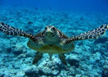 Pulizia della Secca e liberazione delle tartarughe