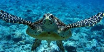 Pulizia della Secca e liberazione delle tartarughe