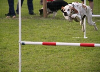 Terza edizione del ‘Transumanze Sila Festival’