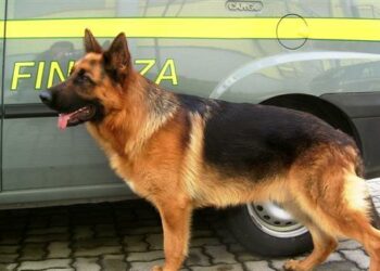 Spaccio di stupefacenti, arrestato 20enne di Milano