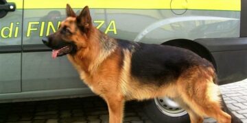 Spaccio di stupefacenti, arrestato 20enne di Milano