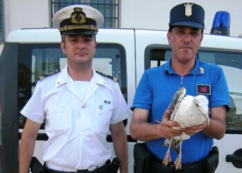 Soccorso gabbiano con l’ala fratturata