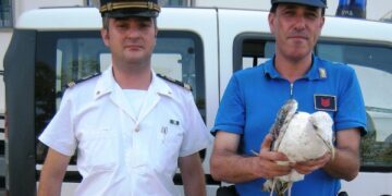 Soccorso gabbiano con l’ala fratturata