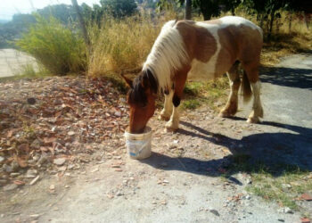 Libera, la cavalla smarrita ha ritrovato il suo proprietario