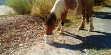 Libera, la cavalla smarrita ha ritrovato il suo proprietario