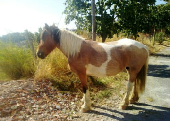Cavalla smarrita recuperata dai carabinieri di Cirò