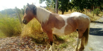 Cavalla smarrita recuperata dai carabinieri di Cirò