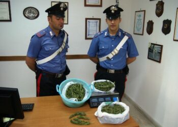 Deteneva 900 grammi di marijuana in casa