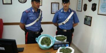 Deteneva 900 grammi di marijuana in casa