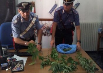Nuovo arresto a Casabona, 24enne coltivava ‘marijuana’