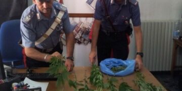 Nuovo arresto a Casabona, 24enne coltivava ‘marijuana’