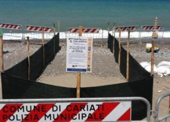 Uova tartaruga, siamo agli sgoccioli