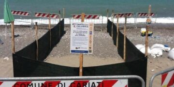 Uova tartaruga, siamo agli sgoccioli