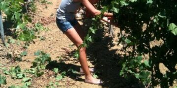 Parte la vendemmia cantine Senatore