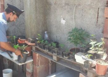 Coltivava ‘marijuana’ operaio arrestato dai carabinieri