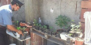 Coltivava ‘marijuana’ operaio arrestato dai carabinieri