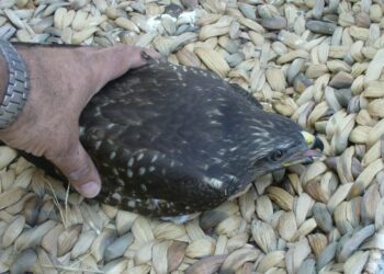 Ritrovata poiana ferita a Cirò