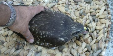 Ritrovata poiana ferita a Cirò