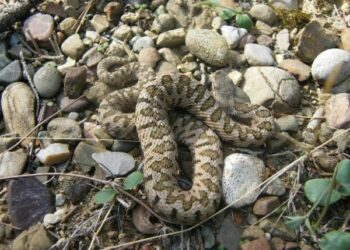 Un esemplare di vipera aspis giovane è entrata in una abitazione