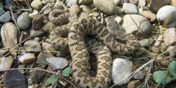 Un esemplare di vipera aspis giovane è entrata in una abitazione