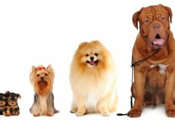 6° Mostra Canina a Ciro’ Marina