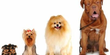 6° Mostra Canina a Ciro’ Marina