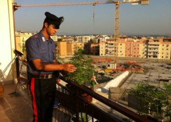 Coltivava piantine di cannabis sul balcone in pieno centro