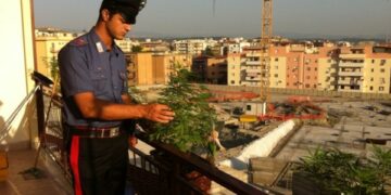 Coltivava piantine di cannabis sul balcone in pieno centro