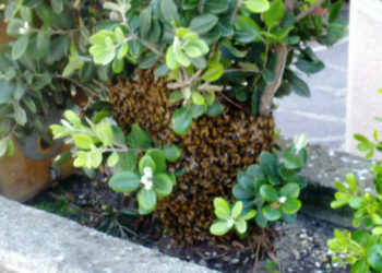 Ancora uno sciame d’api che alloggia nei pressi del museo