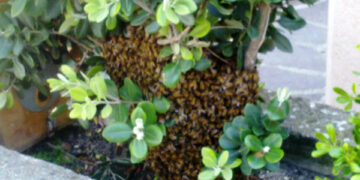 Ancora uno sciame d’api che alloggia nei pressi del museo