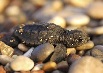 Tartaruga morta rinvenuta a largo di Madonna di Mare
