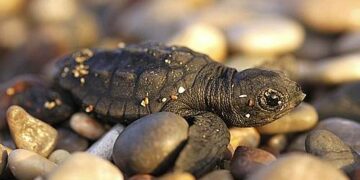 Tartaruga morta rinvenuta a largo di Madonna di Mare