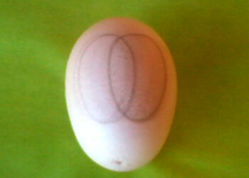 Rinvenuto curioso disegno su un guscio d’uovo