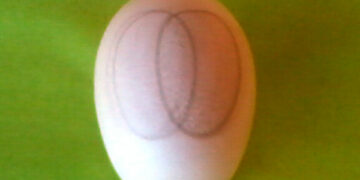 Rinvenuto curioso disegno su un guscio d’uovo