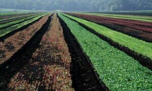 Terreni agricoli, ddl per difesa del suolo