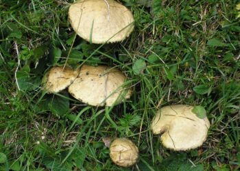 Cercatore di funghi cosentino si smarrisce in Sila