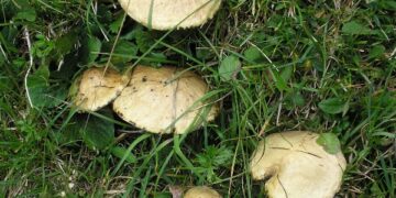 Cercatore di funghi cosentino si smarrisce in Sila