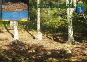 Tagli illeciti nei boschi di Mesoraca, preso l’autore