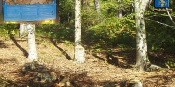 Tagli illeciti nei boschi di Mesoraca, preso l’autore